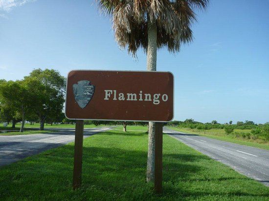 Flamingo